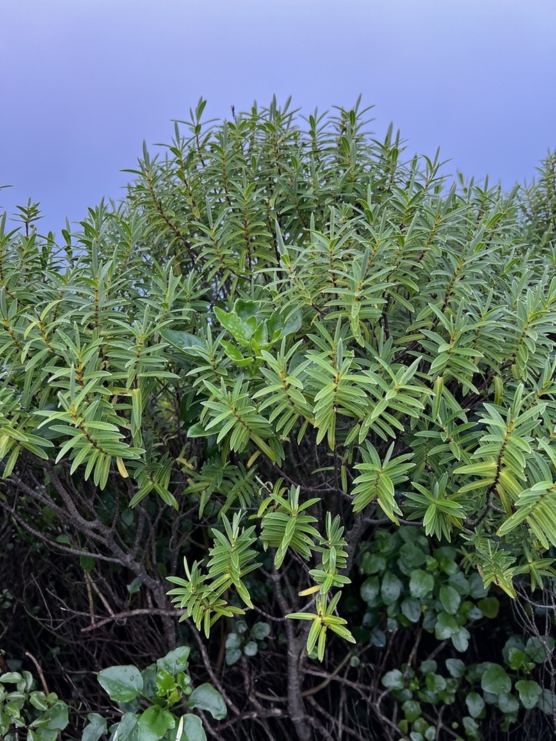 Veronica parviflora photo 3