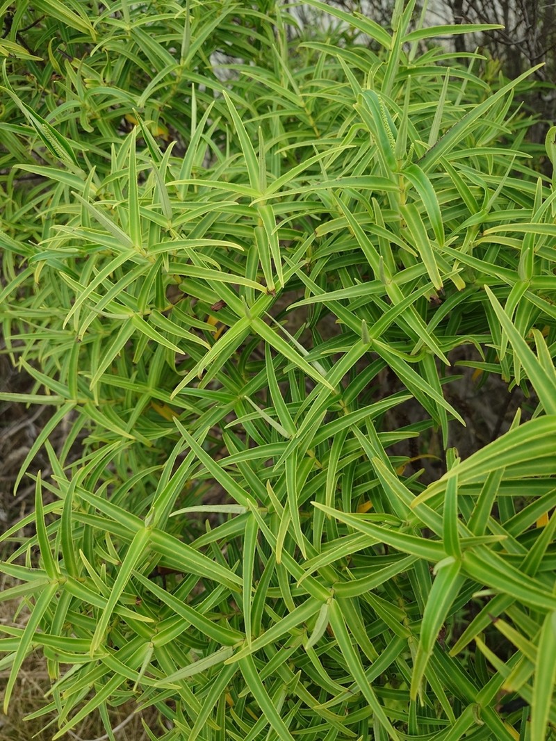 Veronica parviflora photo 5