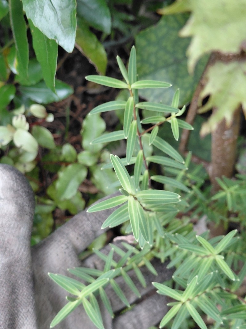 Veronica parviflora photo 6