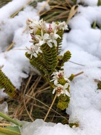 Veronica pauciramosa