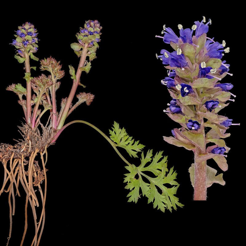Featherleaf Kittentails