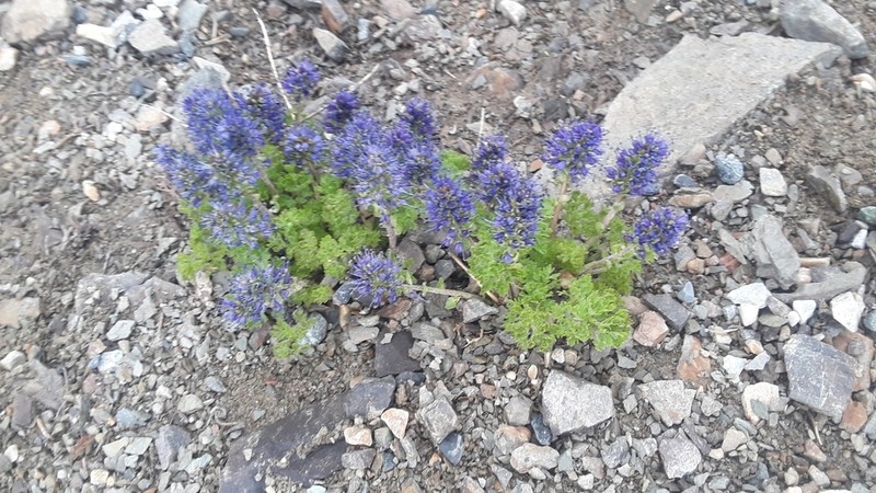 Featherleaf Kittentails photo 2