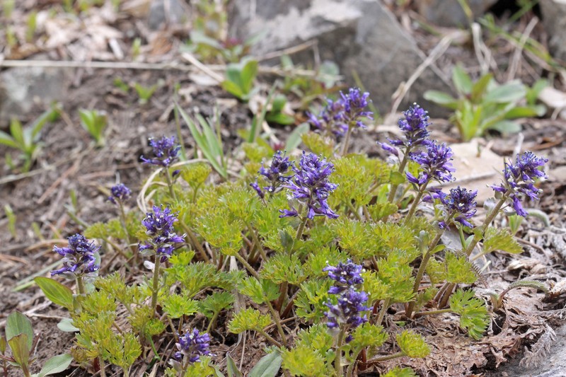 Featherleaf Kittentails photo 3