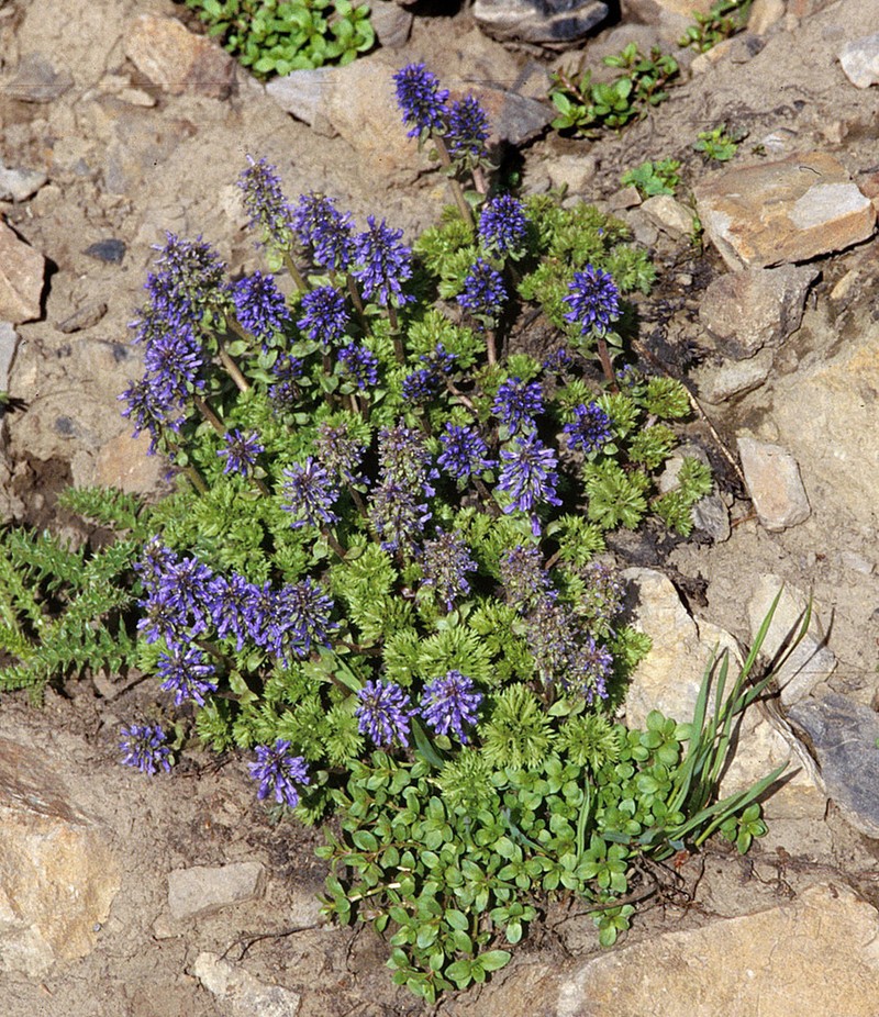 Featherleaf Kittentails photo 5