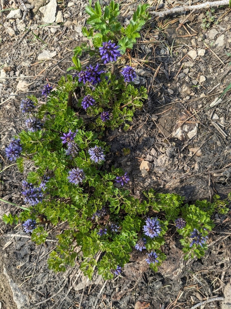 Featherleaf Kittentails photo 7