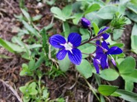 Veronica pectinata