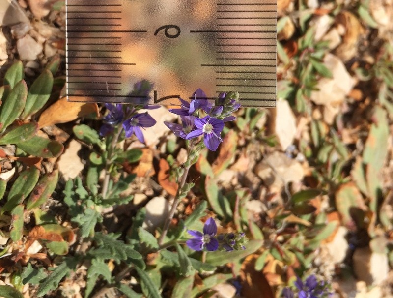Veronica pectinata photo 2