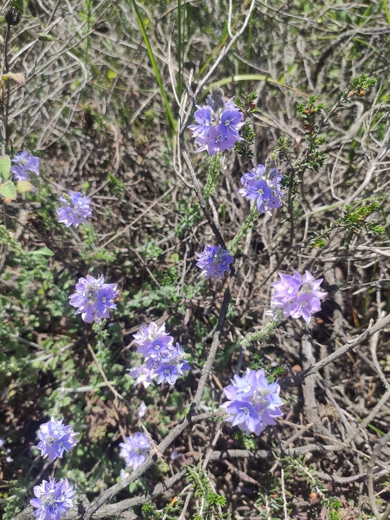 Veronica pectinata photo 3