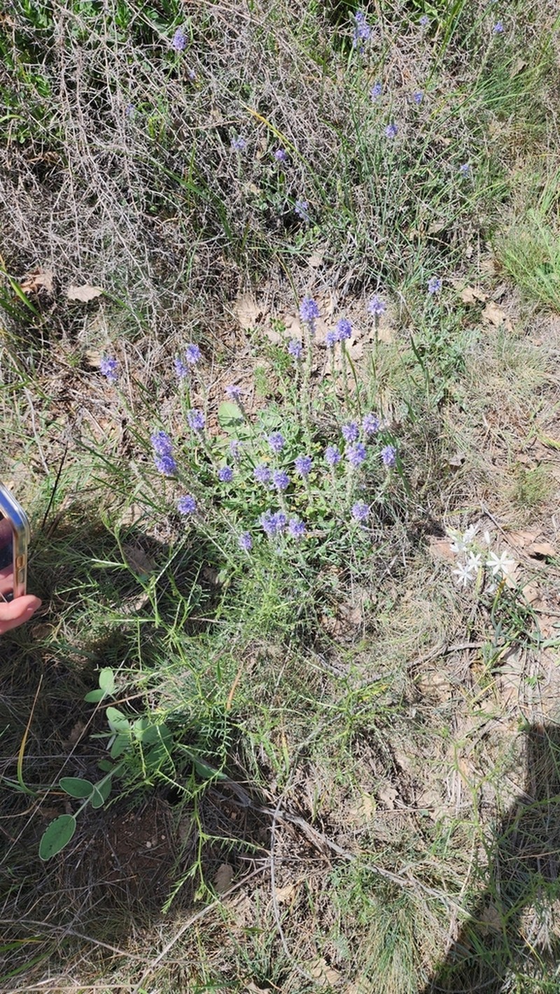 Veronica pectinata photo 4