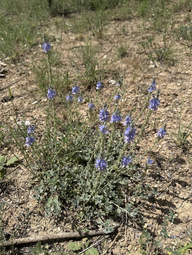 Veronica pectinata photo 5