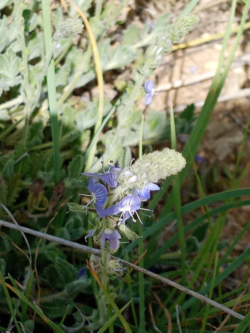 Veronica pectinata photo 6