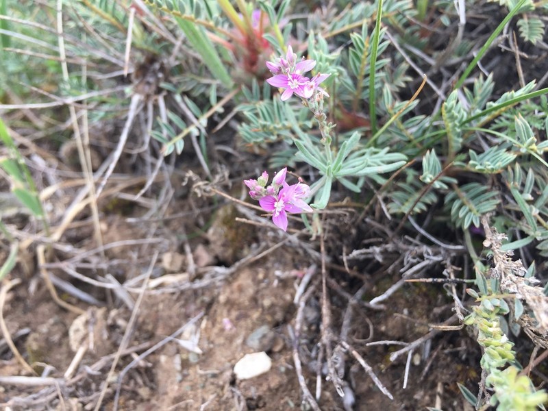 Veronica pectinata photo 7