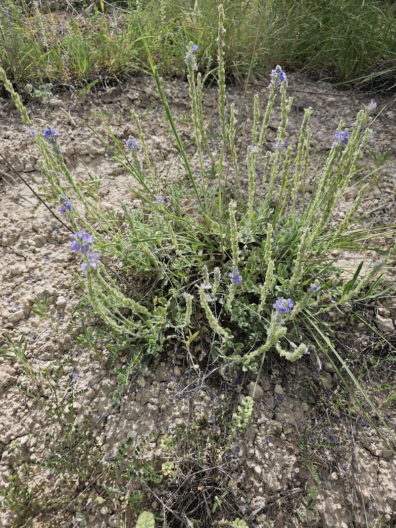 Veronica pectinata photo 8