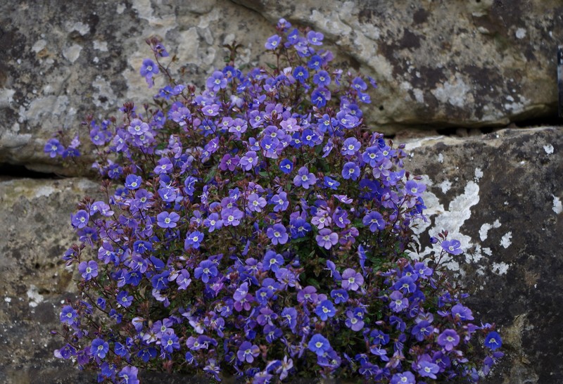 Veronica peduncularis