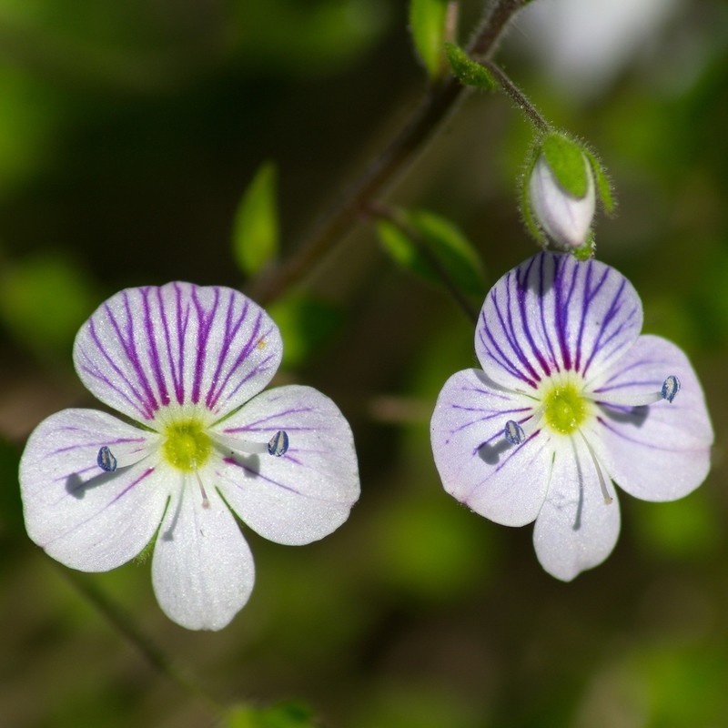Veronica peduncularis photo 2