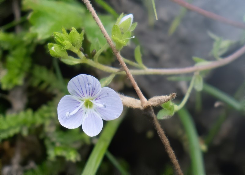 Veronica peduncularis photo 3