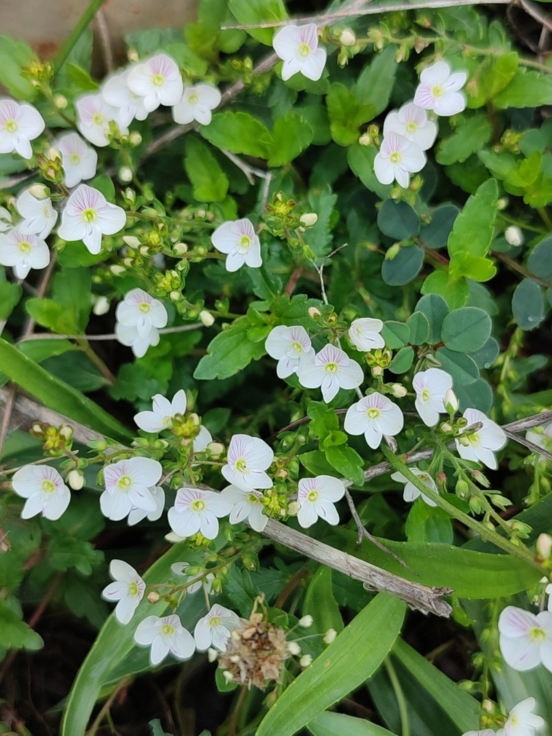Veronica peduncularis photo 4