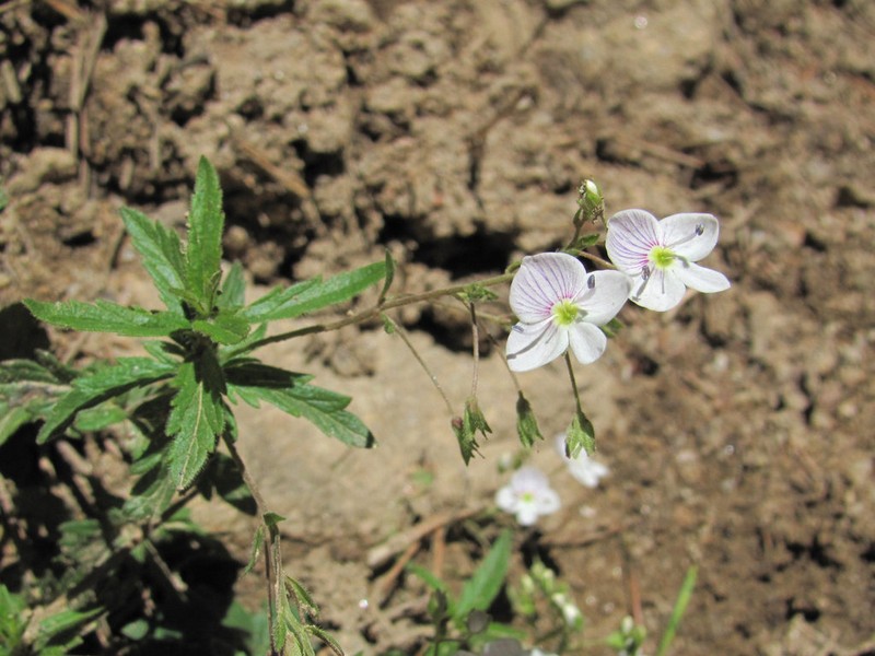 Veronica peduncularis photo 5