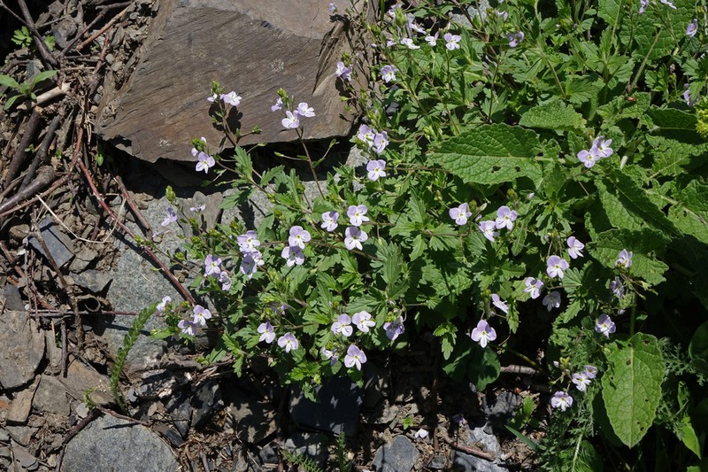 Veronica peduncularis photo 6