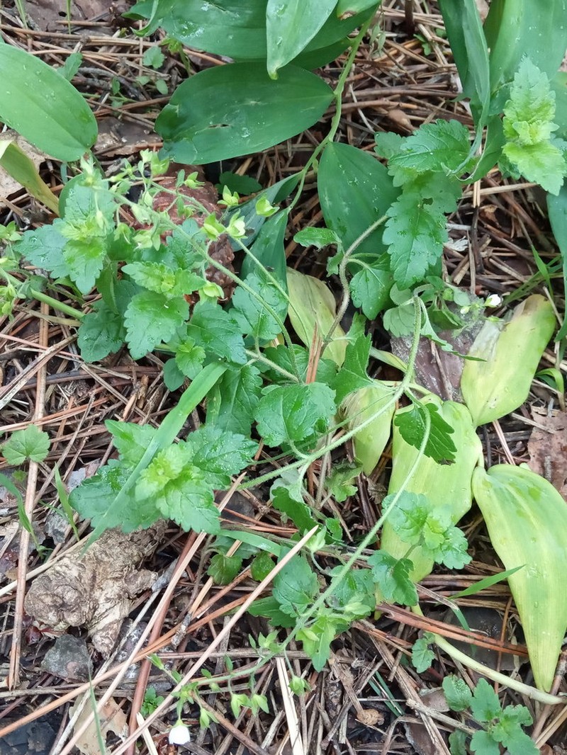 Veronica peduncularis photo 7