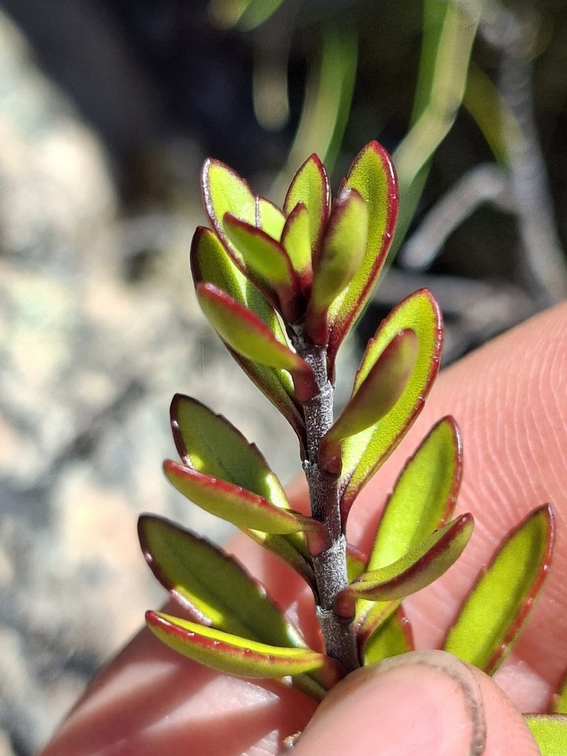 Veronica pentasepala photo 3