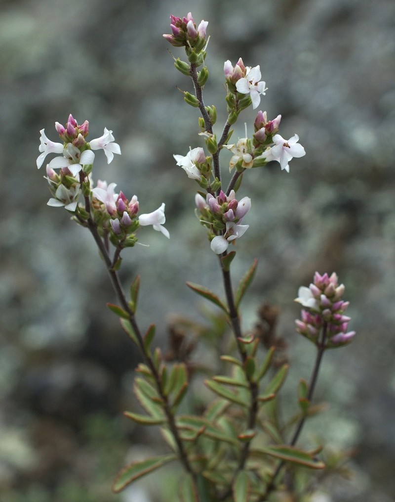 Veronica pentasepala photo 6