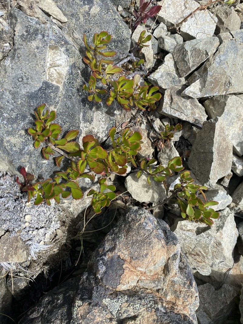 Veronica pentasepala photo 8