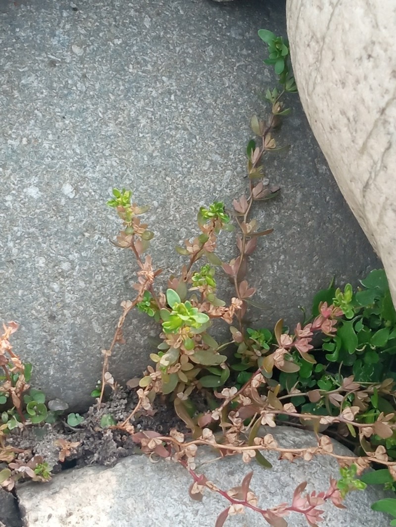 Neckweed photo 2