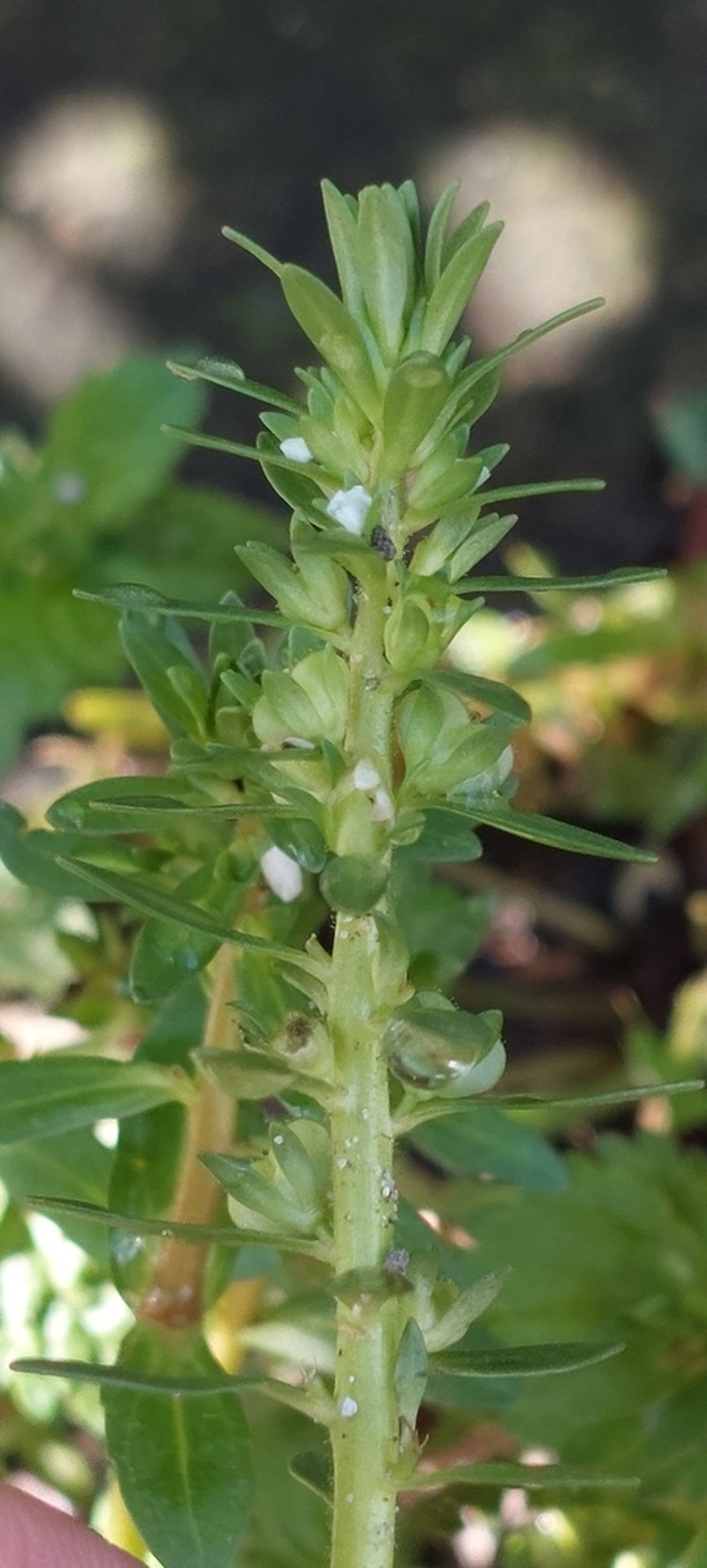 Neckweed photo 6