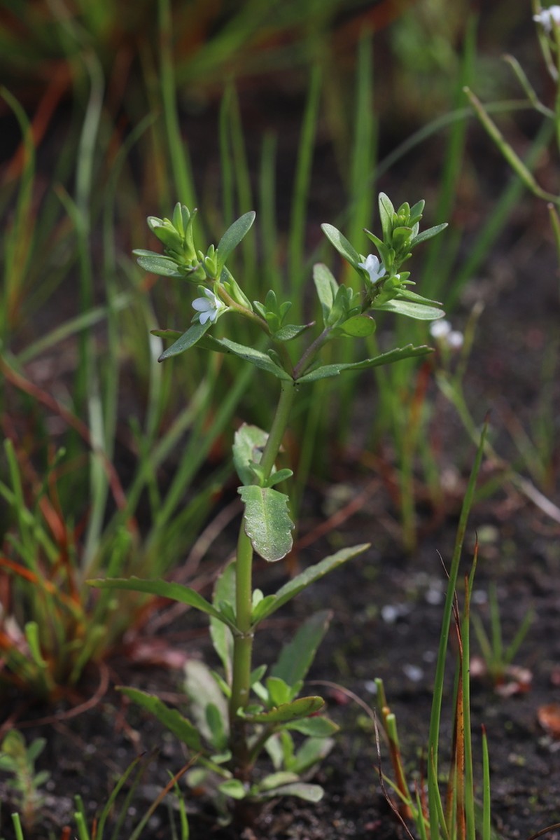Neckweed photo 7