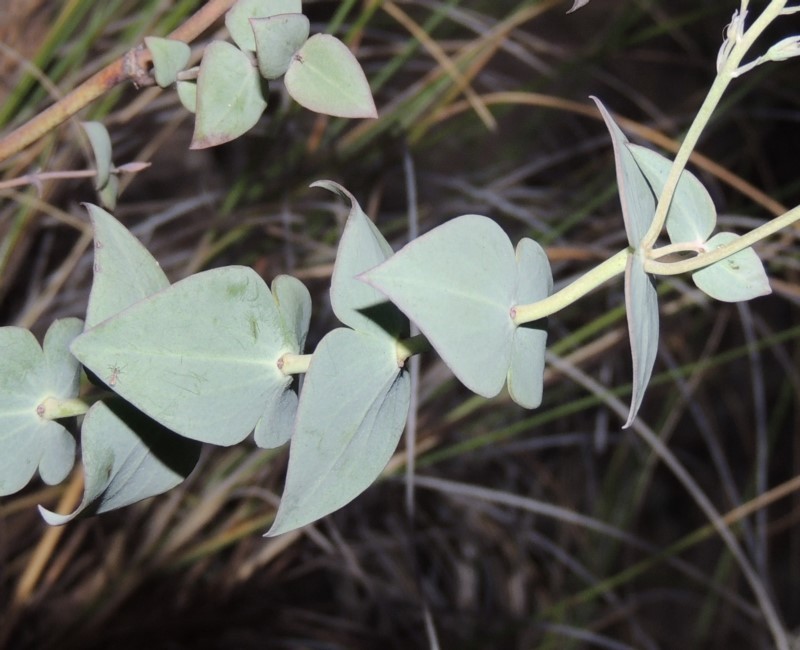 Veronica perfoliata photo 2