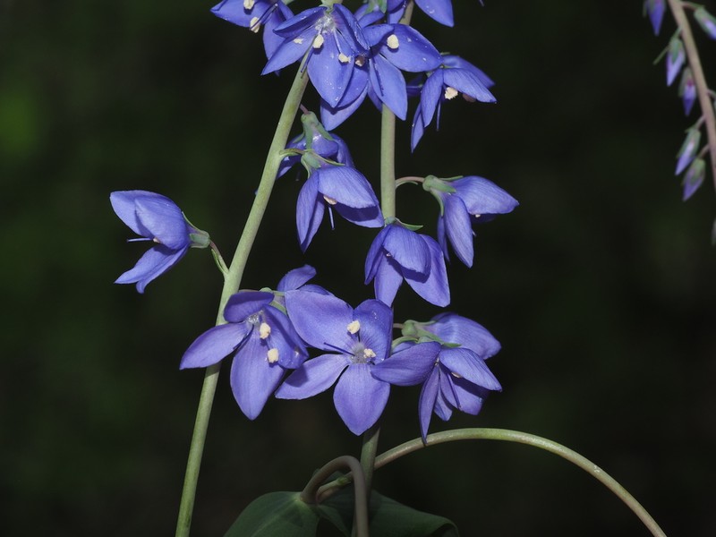 Veronica perfoliata photo 3