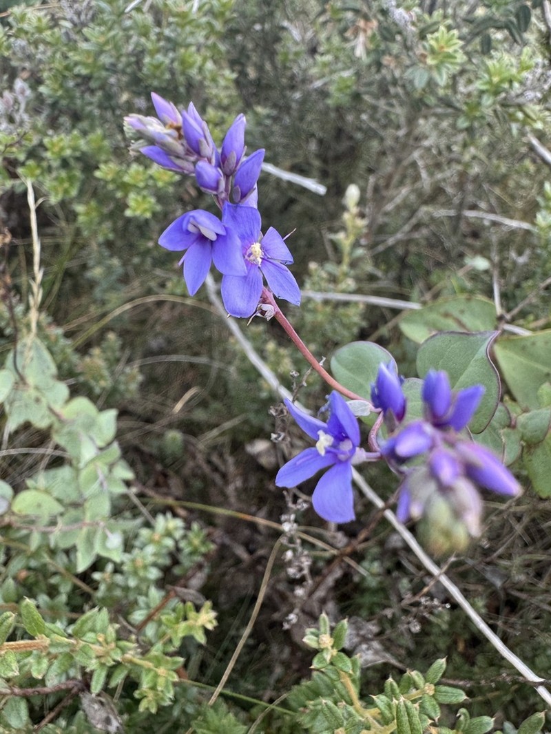 Veronica perfoliata photo 4