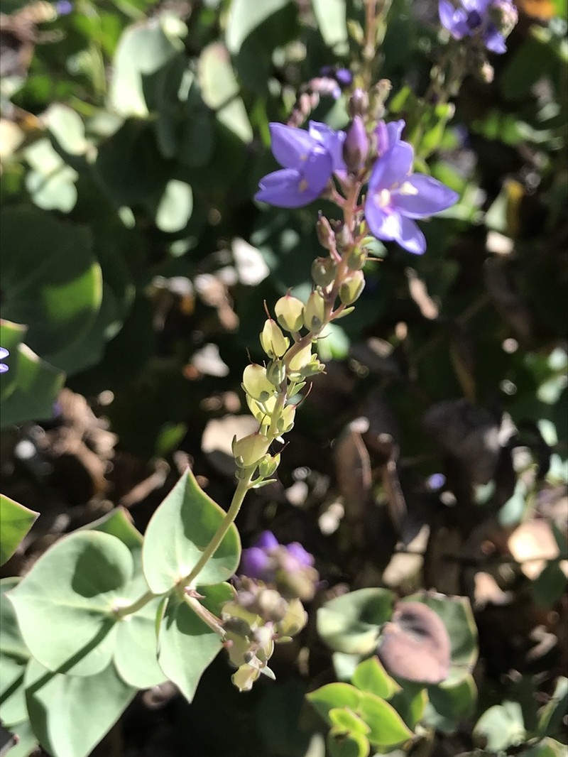 Veronica perfoliata photo 5