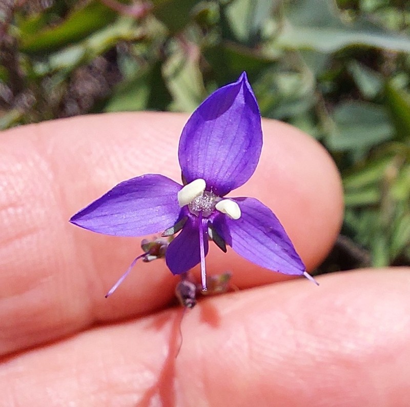 Veronica perfoliata photo 6