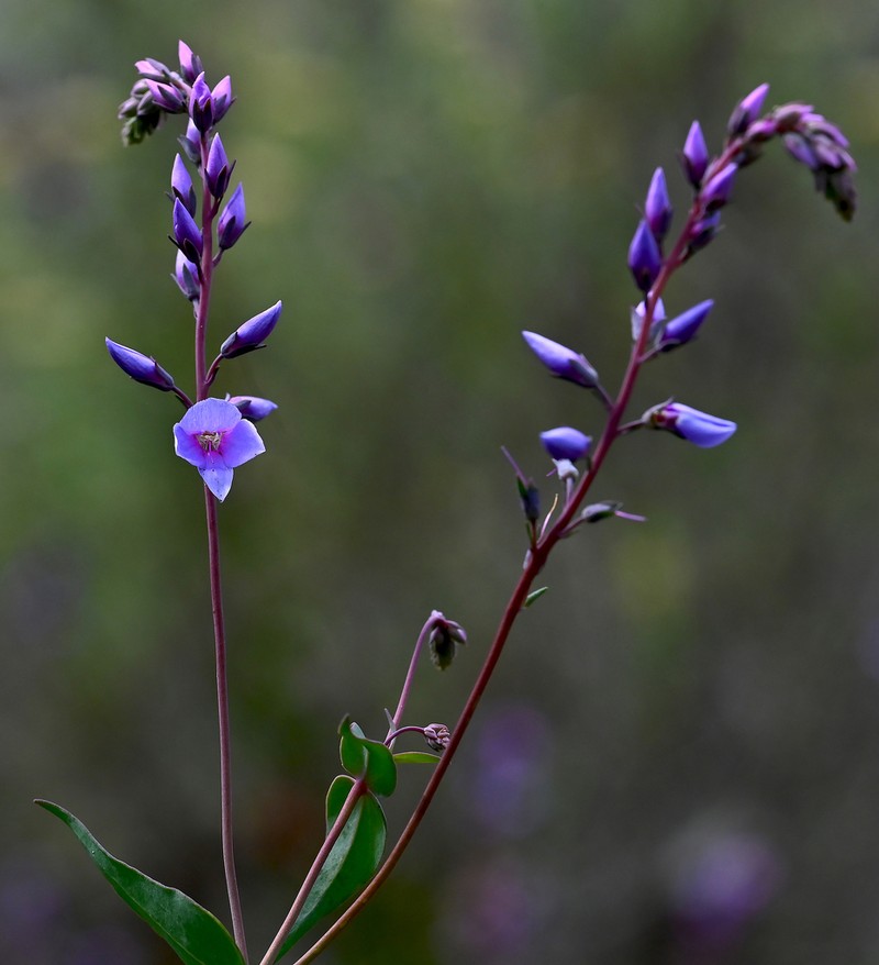 Veronica perfoliata photo 7