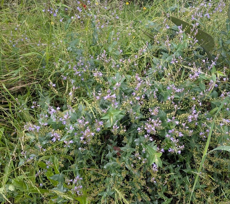 Veronica perfoliata photo 8