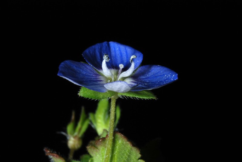 Birdeye Speedwell photo 7