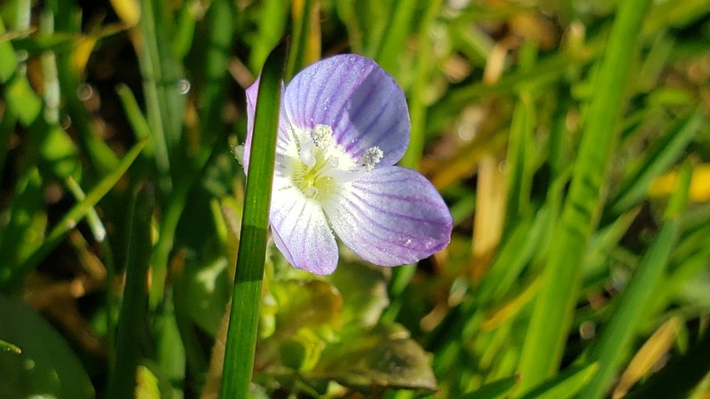 Birdeye Speedwell photo 8