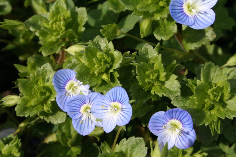 Birdeye Speedwell