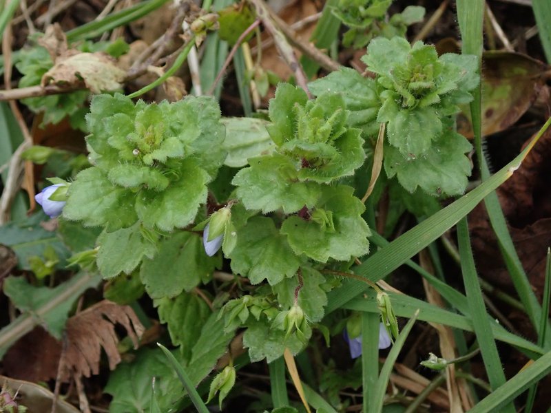 Birdeye Speedwell photo 5