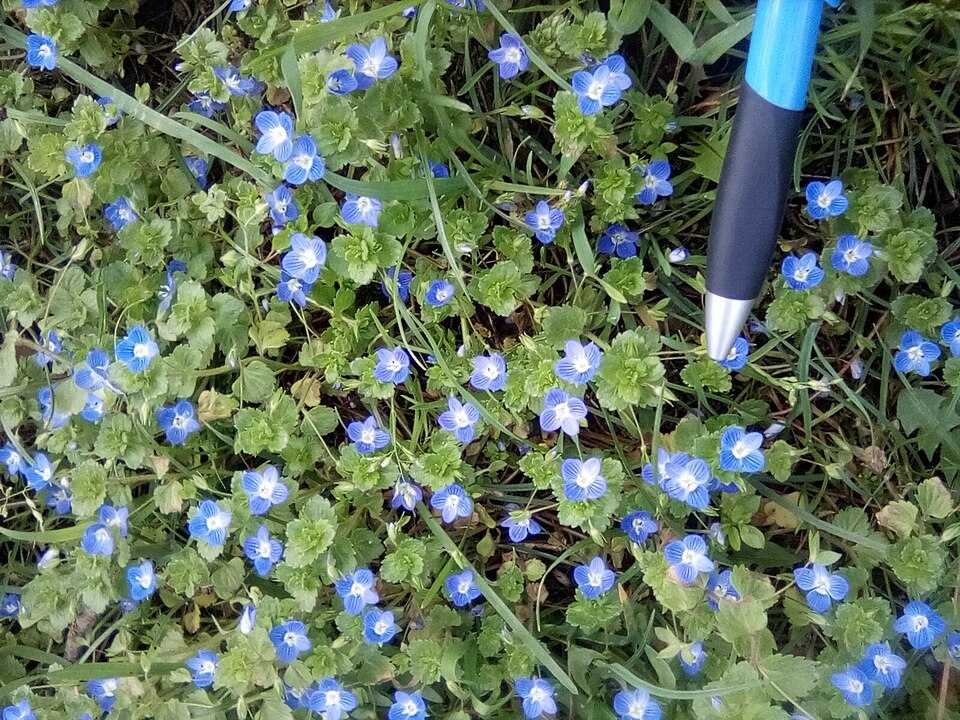 Birdeye Speedwell photo 6