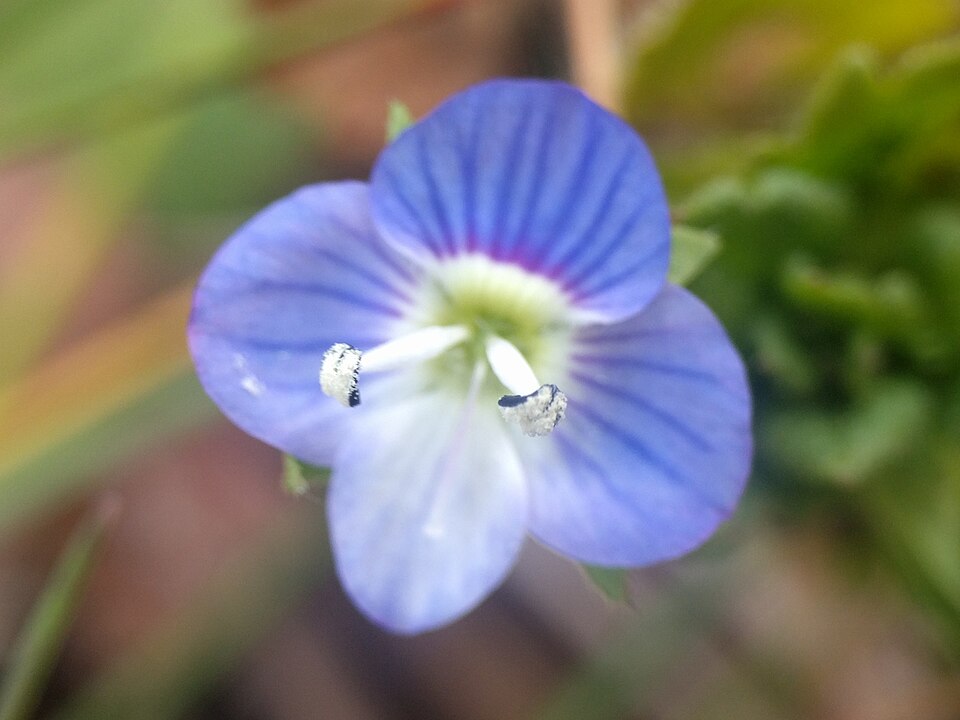 Birdeye Speedwell photo 7