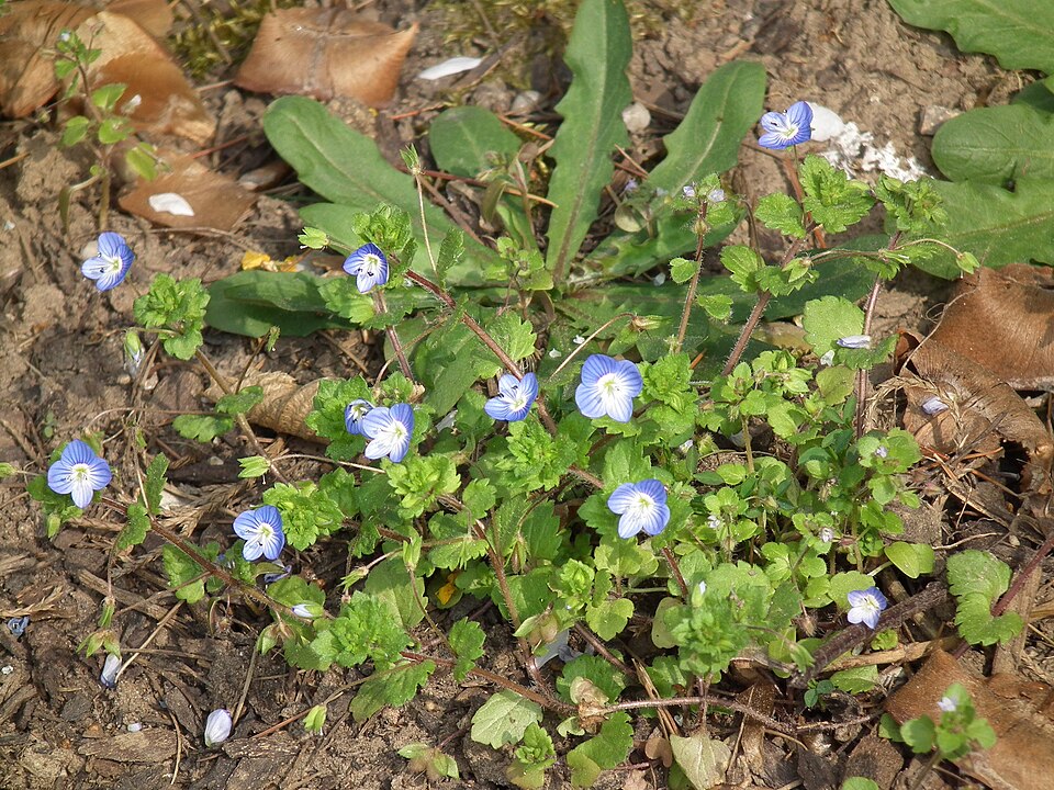 Birdeye Speedwell photo 8