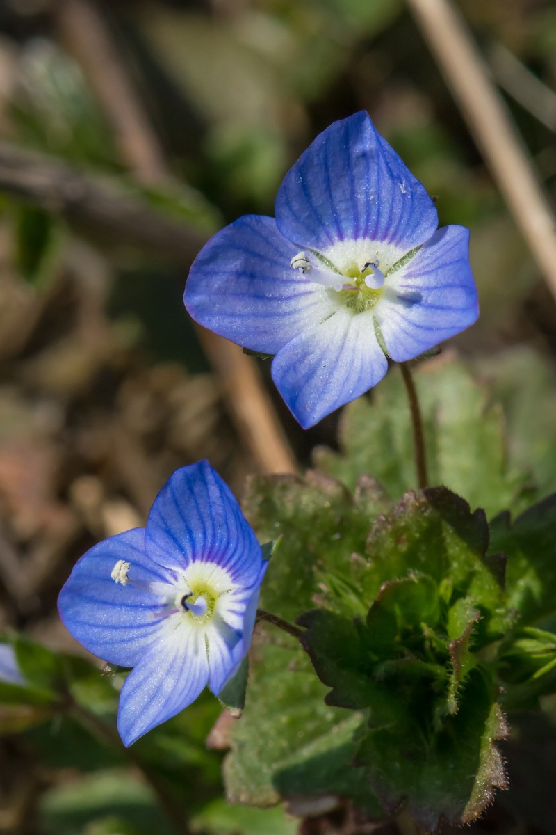 Birdeye Speedwell photo 2