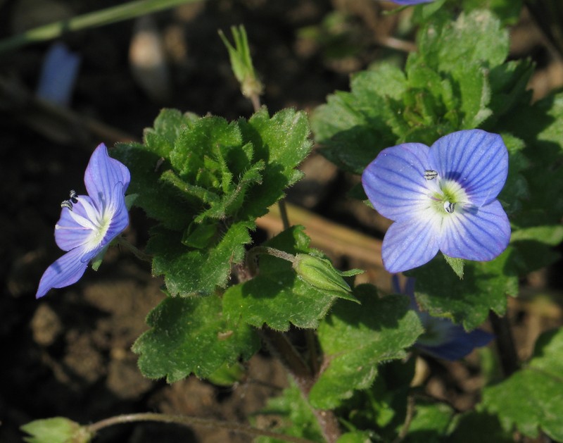 Birdeye Speedwell photo 3