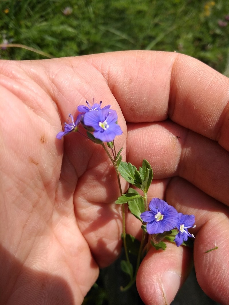 Veronica petraea