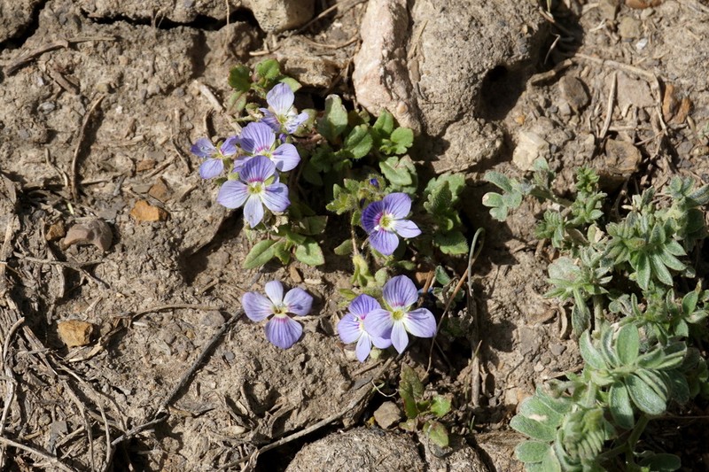Veronica petraea photo 2