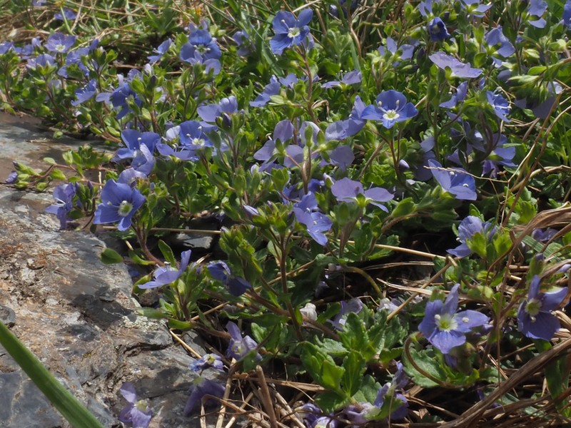 Veronica petraea photo 3