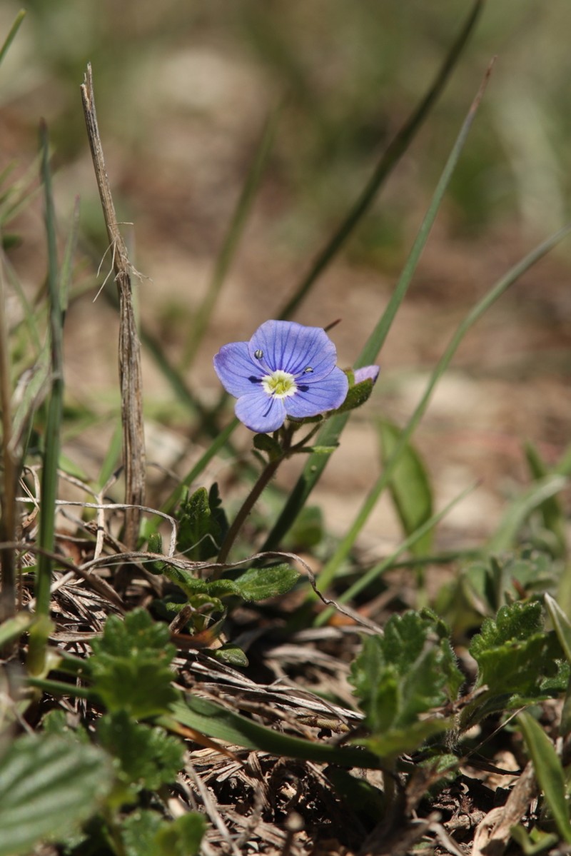 Veronica petraea photo 4